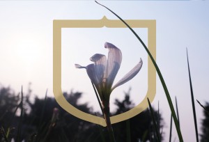 5 basisvoorwaarden voor een weerbare organisatie